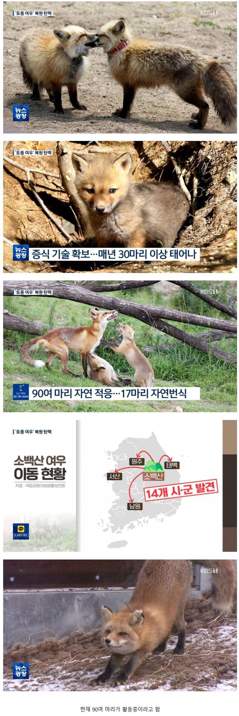 복원 사업 성공한 토종여우