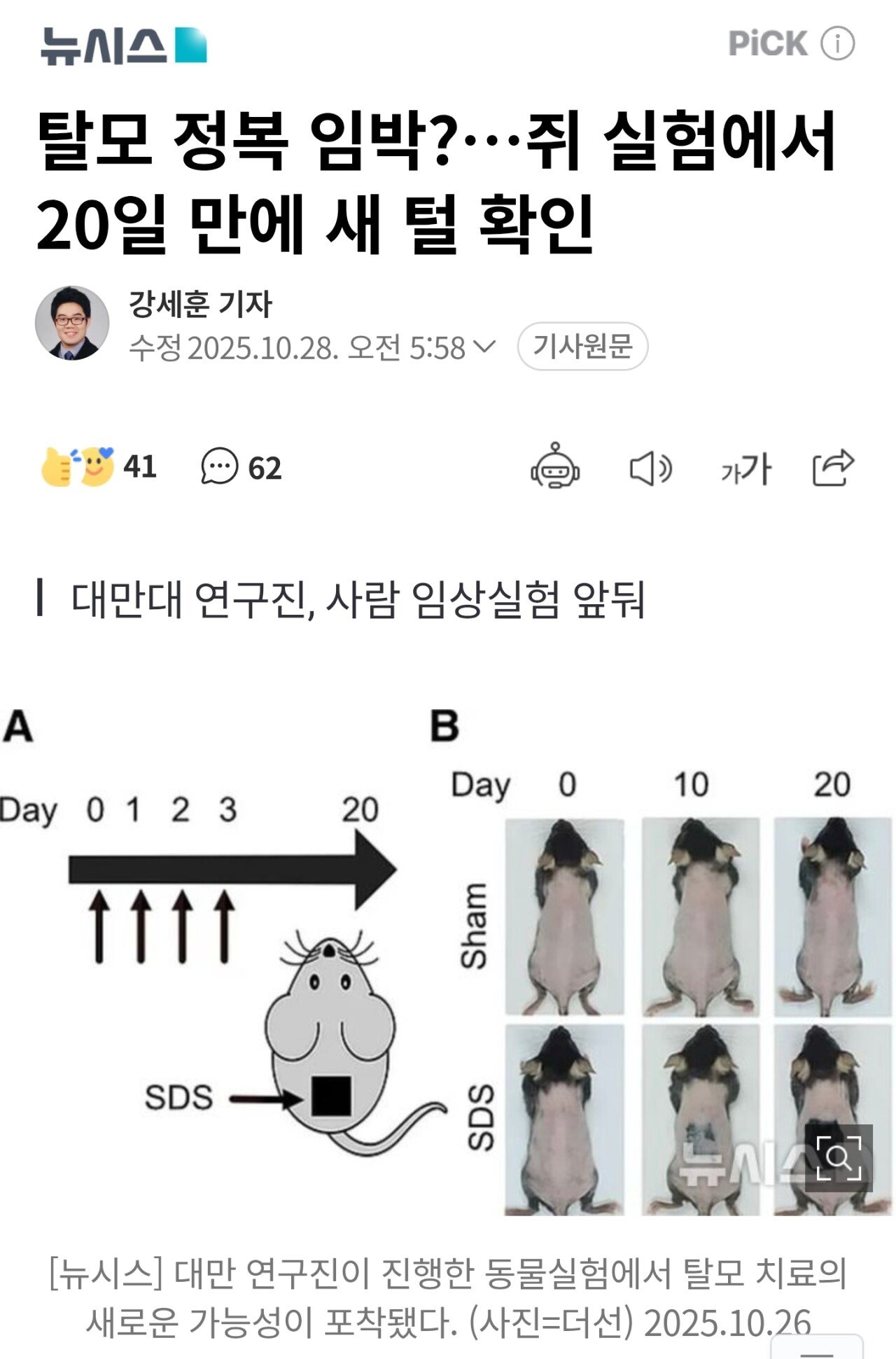 탈모 정복 임박?…쥐 실험에서 20일 만에 새 털 확인