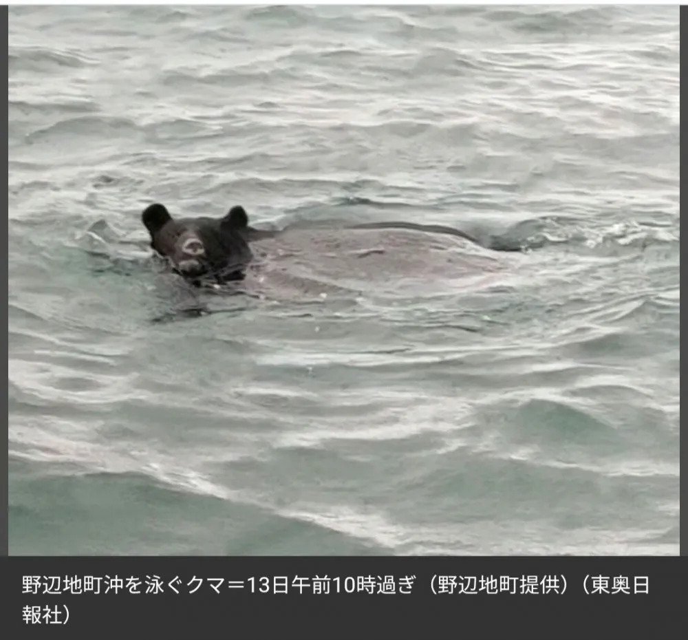 드디어 바다에서도 발견된 일본 곰