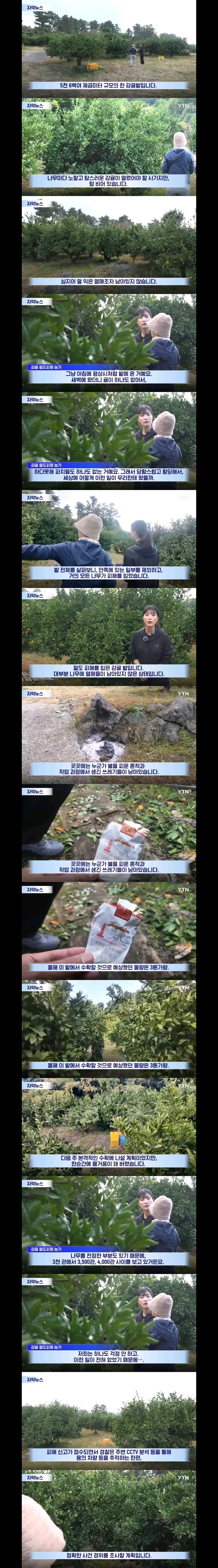 하루만에 3톤의 감귤을 도둑맞은 제주 감귤밭