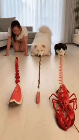 인간과 강아지 고양이의 대결.