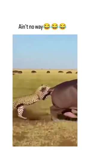 하마 꼬리를 문 치타.gif